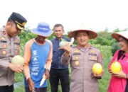 Dukung Ketahanan Pangan, Polres Barsel Panen 1 Ton Buah Melon