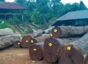 Warga Laporkan Dugaan Pembalakan Liar di Kutai Barat, Aparat KPHP Kapan Bertindak?