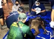 BKSDA Kalteng Berhasil Selamatkan Induk dan Anak Orangutan di Kotim