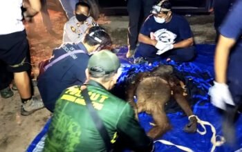 BKSDA Kalteng Berhasil Selamatkan Induk dan Anak Orangutan di Kotim
