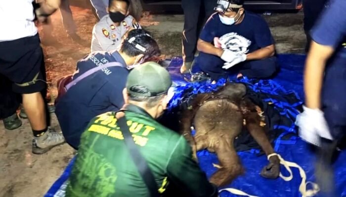BKSDA Kalteng Berhasil Selamatkan Induk dan Anak Orangutan di Kotim